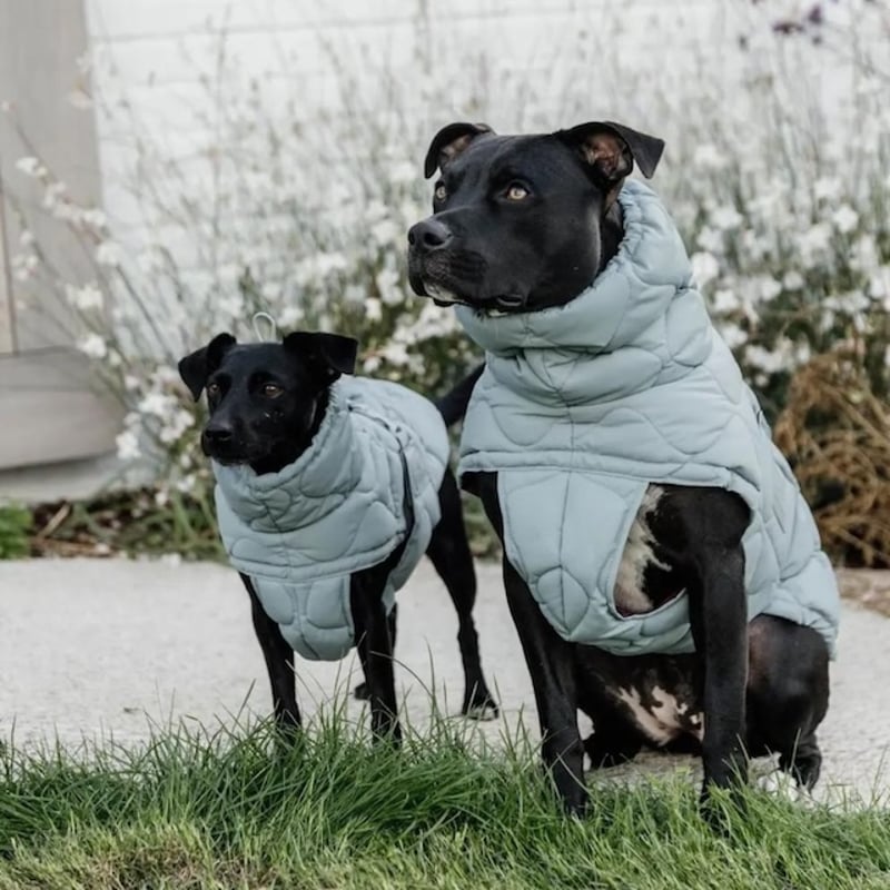 Kentucky Dogwear] 防水ソフトコート くすみブルー | モフモフ