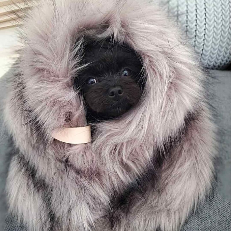 もふもふ Labbvenn] エコファーブランケット (M) カプチーノ/グレー/ホワイト