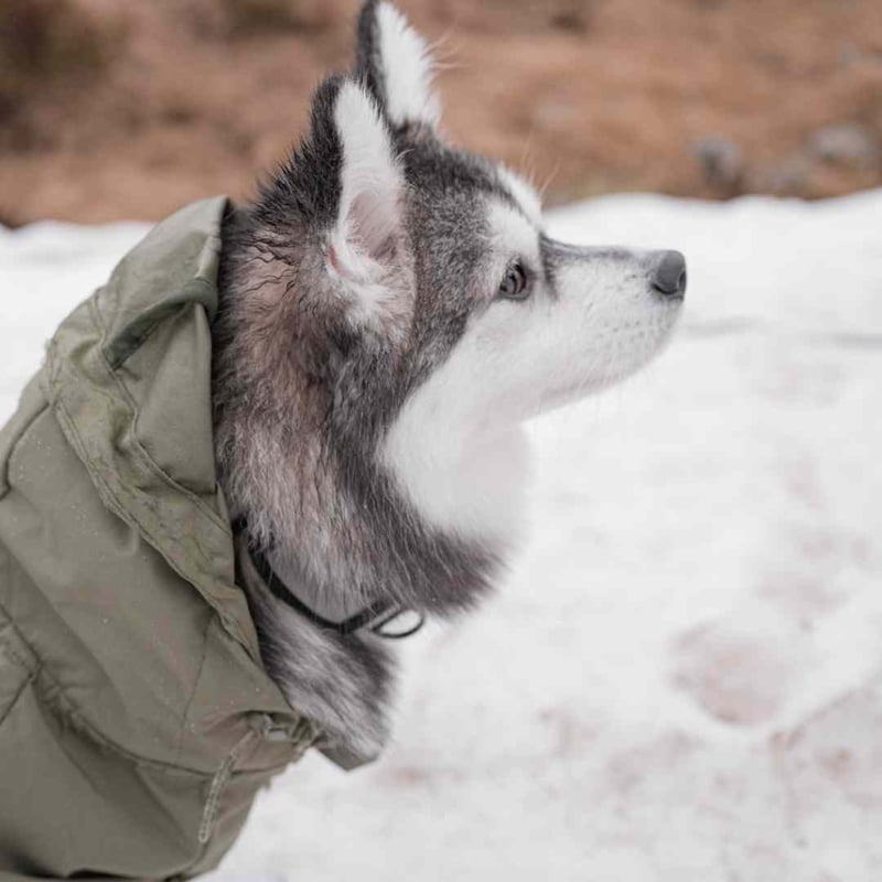 lambwolf] レインコート オリーブ/ピンクベージュ | モフモフ mof_mof