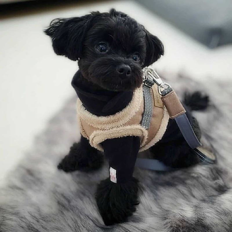 BBR] モフモフハーネス グレー/ブラウン/ホワイト/ローズ | モフモフ