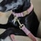 [Kentucky Dogwear]ソフトカラー Beige/Blue/Charcoal/Pink