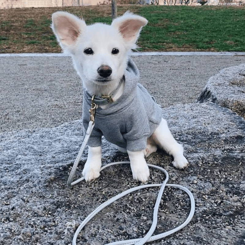 新品　レオンドッグ　パウズリビング　犬　リード　ファー　マクラメ　グレー　小型犬 新品 レオンドッグ パウズリビング 犬 リード ファー マクラメ