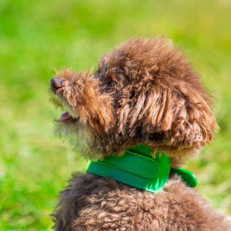 MASIMALO 本革 ワイド首輪 グリーン S MASIMALO] 本革 ワイド