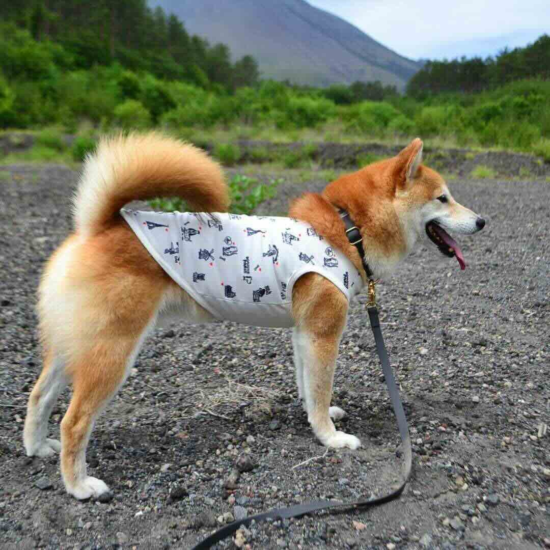 PET SO CHIC] クール タンクトップ A DOG IN PARIS (XSからX