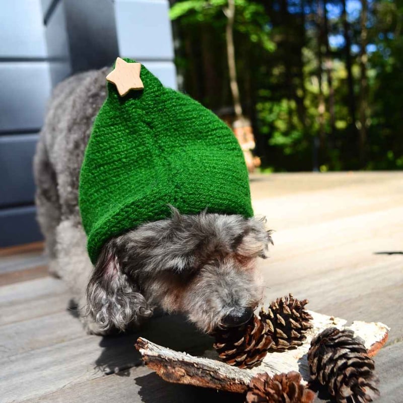 ONLY Wan] クリスマスツリーニット帽 グリーン S/L | モフモフ