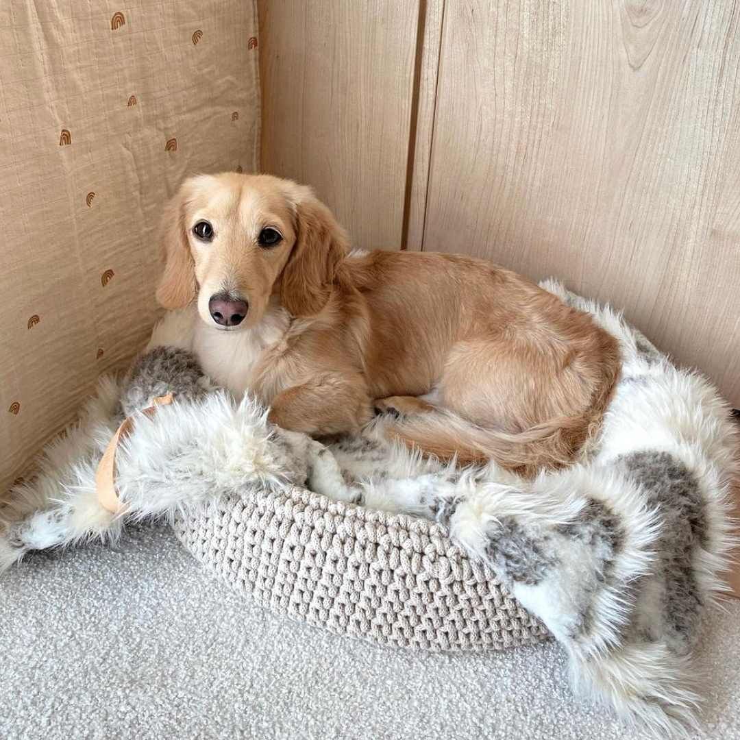 Labbvenn] エコファーブランケット (S) アイボリーグレージュ