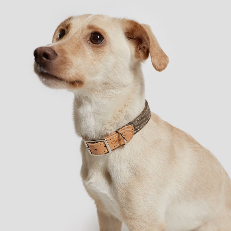 Cloud 7 shop dog collar