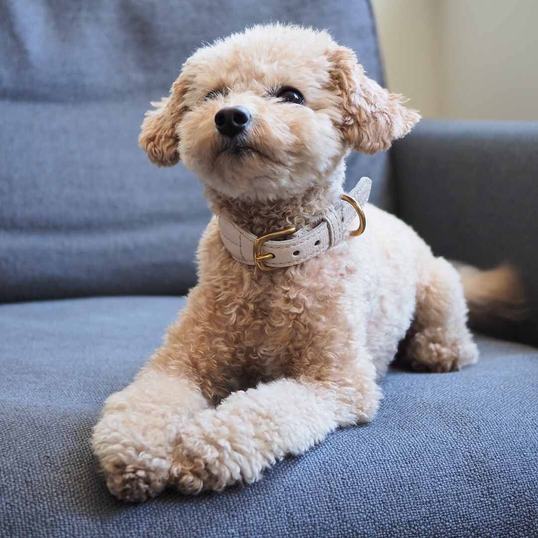 hunting pony　犬　ハーネス　キャメル fit=scale-down,w=1200