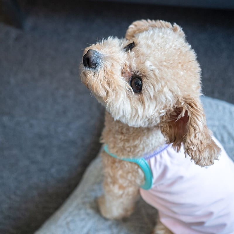 小動物の毛のように滑らかな手触りのコート poodle fur fluffy short coat – BUNNY APARTMENT