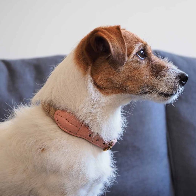 Hunting Pony] 麻ロープ 首輪 グレージュ/ピンク/キャメル | モフモフ