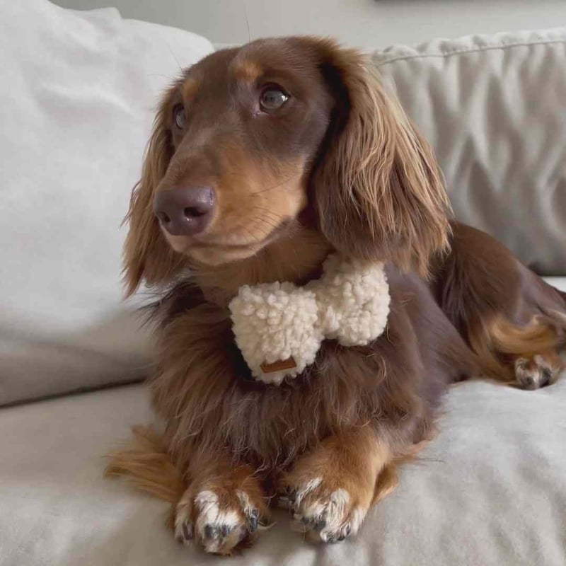 DREW's] テディー ハーネス グレージュ S/M/L | モフモフ mof_mof｜