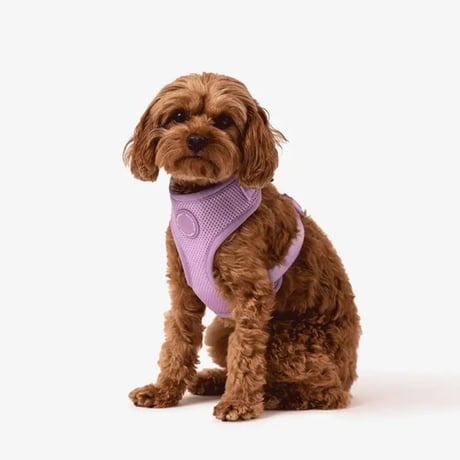 [MR WOOF]  メッシュハーネス 6色