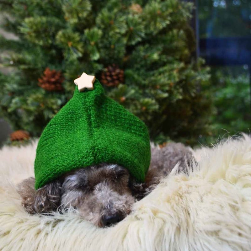 ONLY Wan] クリスマスツリーニット帽 グリーン S/L | モフモフ