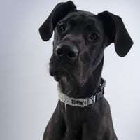 [PARK BARKERS] 首輪  ストーングレー