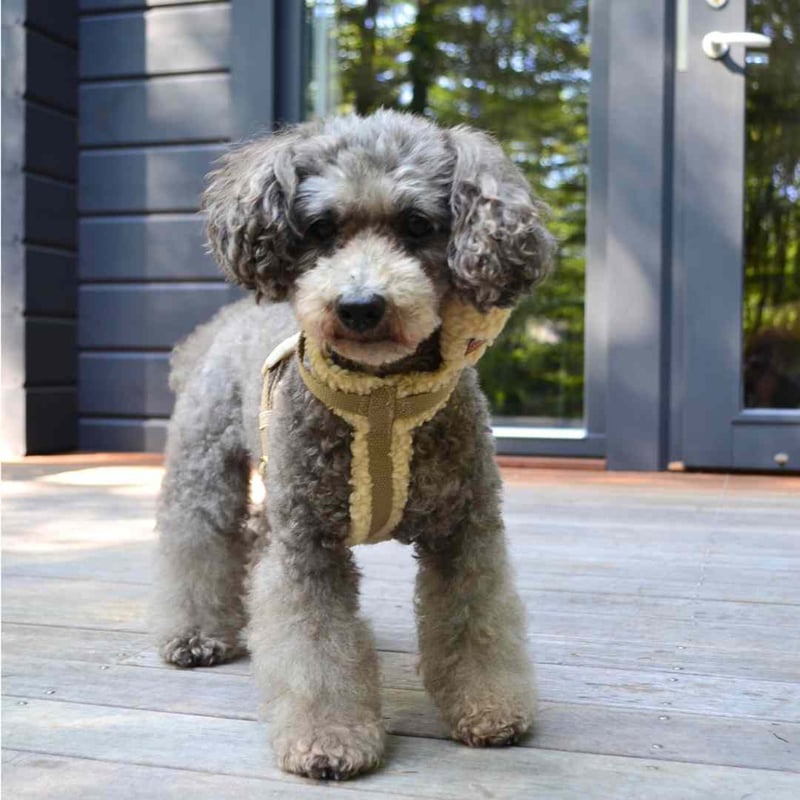 DREW's] テディー ハーネス グレージュ S/M/L | モフモフ mof_mof｜