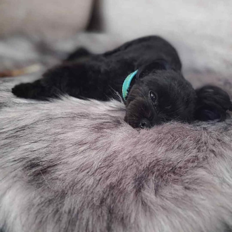 Labbvenn] エコファーブランケット (M) カプチーノ/グレー/ホワイト