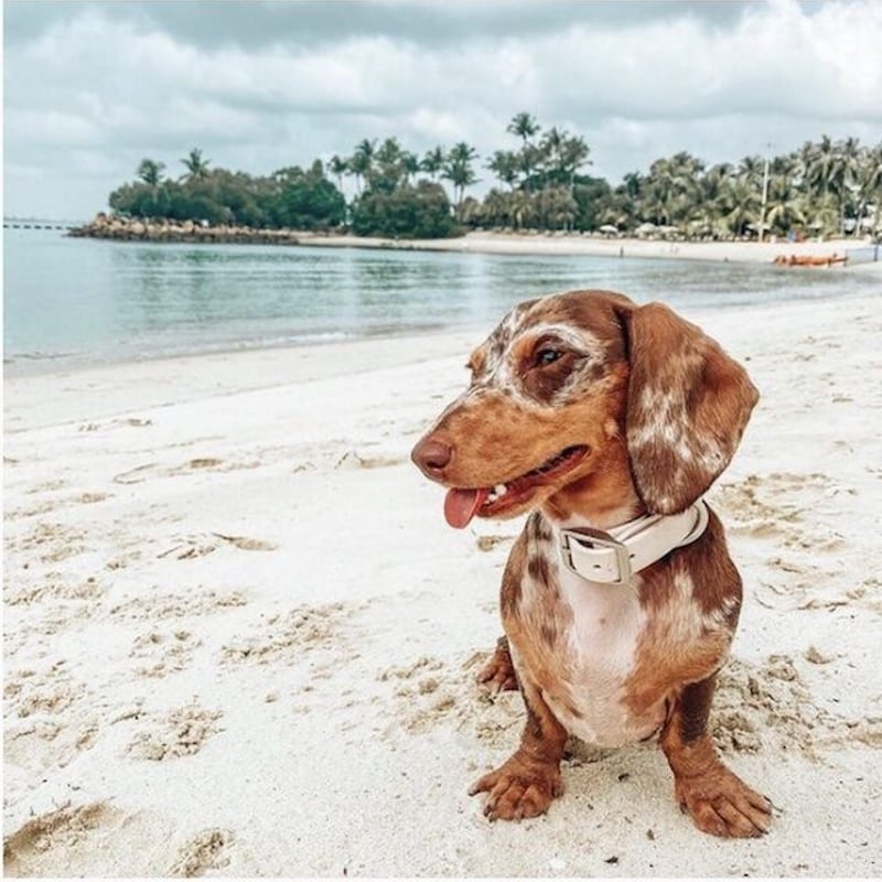 motto_kuma / CORDURA サンドベージュ motto_kuma / CORDURA サンドベージュ motto_kuma / CORDURA