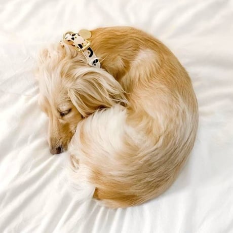 [Collar of Sweden] Leopard ワイド/スリム/ハーフチョーク