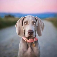 [Collar of Sweden] ピンク 首輪 スリム