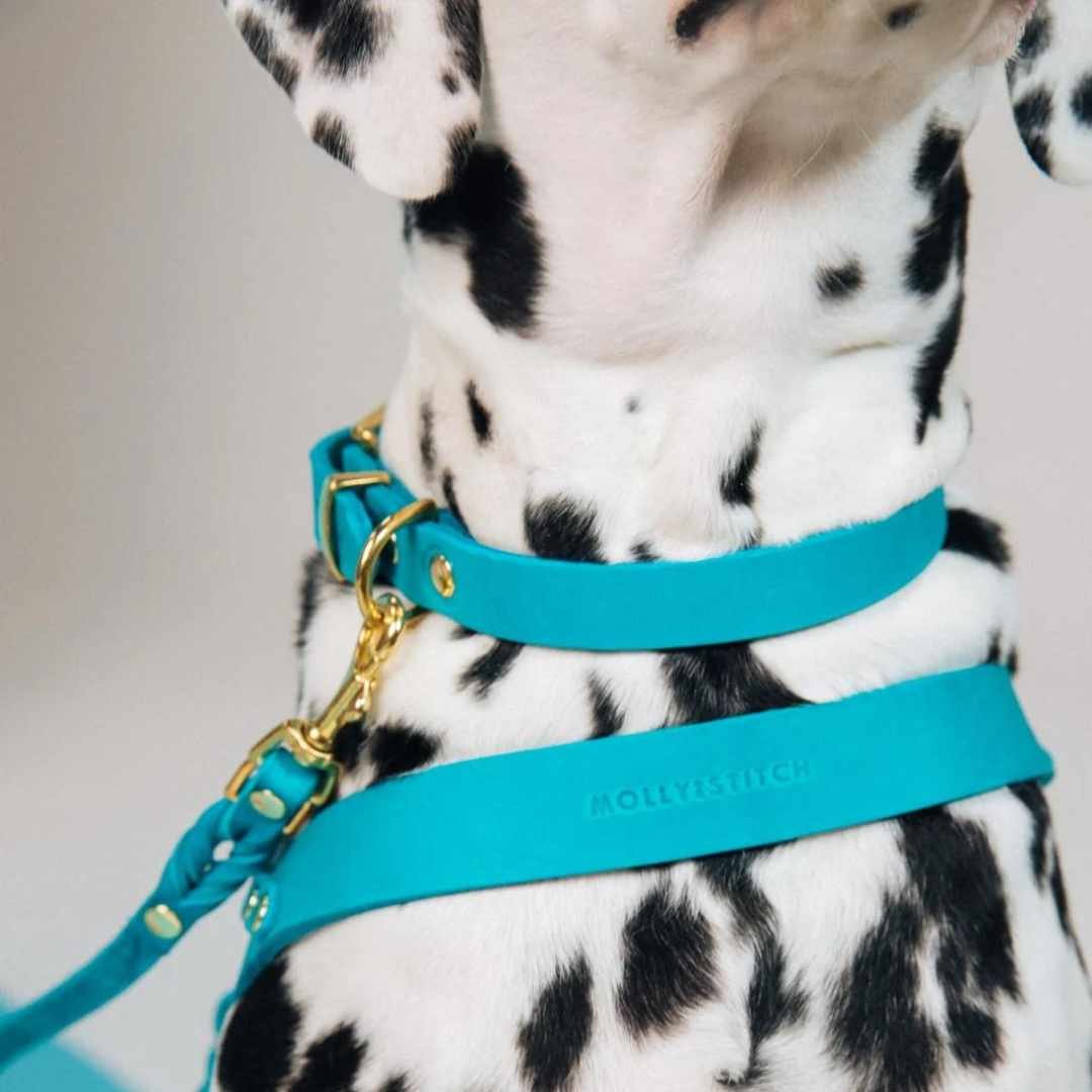 Molly&Stitch] レザー首輪 フィジー XSからXL | モフモフ mof_mof
