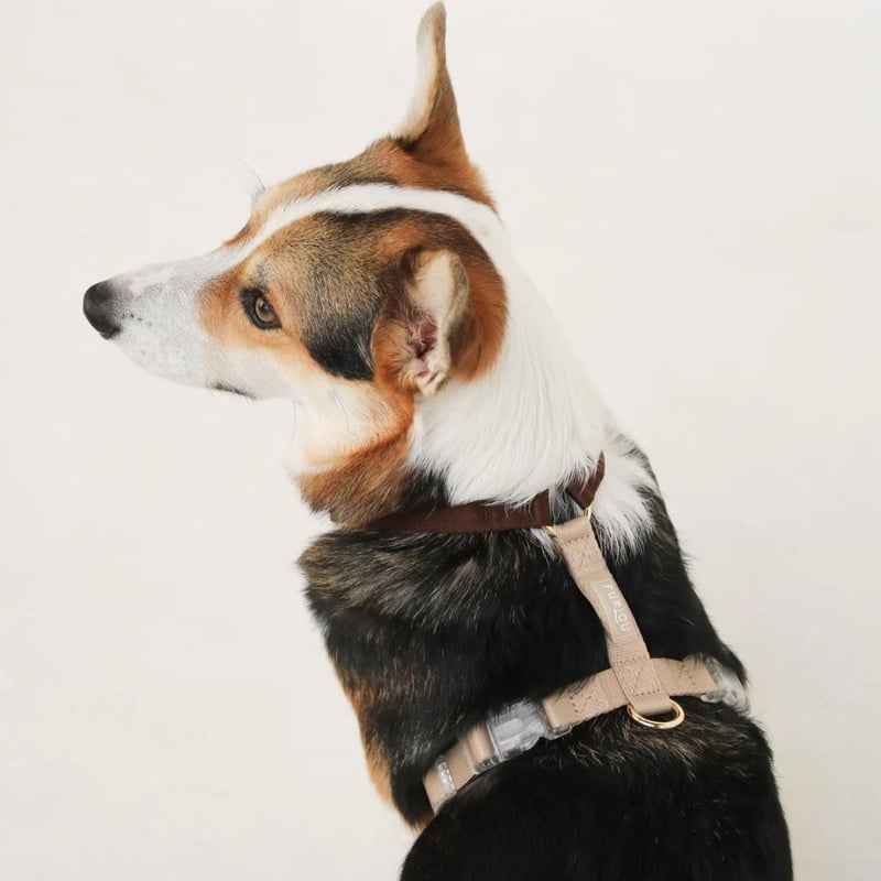 FURLOU] Y型ハーネス レインボー/ブラウンタン/ブルーグリーン