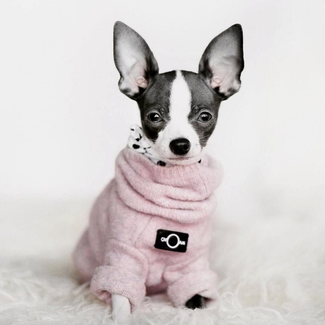 OVER GLAM] ハイネックセーター ブルー/ ピンク | モフモフ