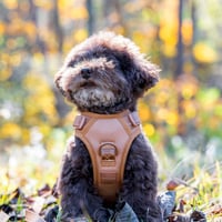 [max-bone] GO! Easy ハーネス 7色