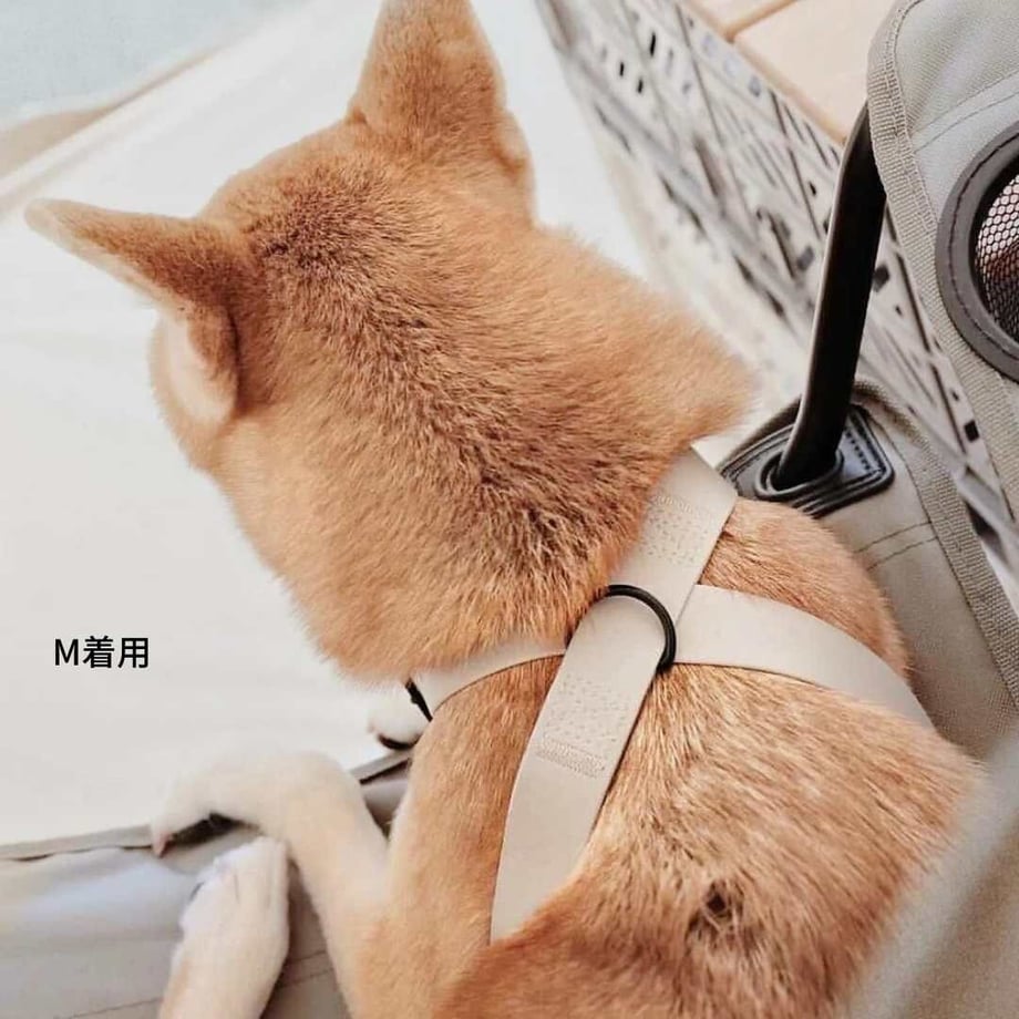 63356512f80f1e37eae203ef