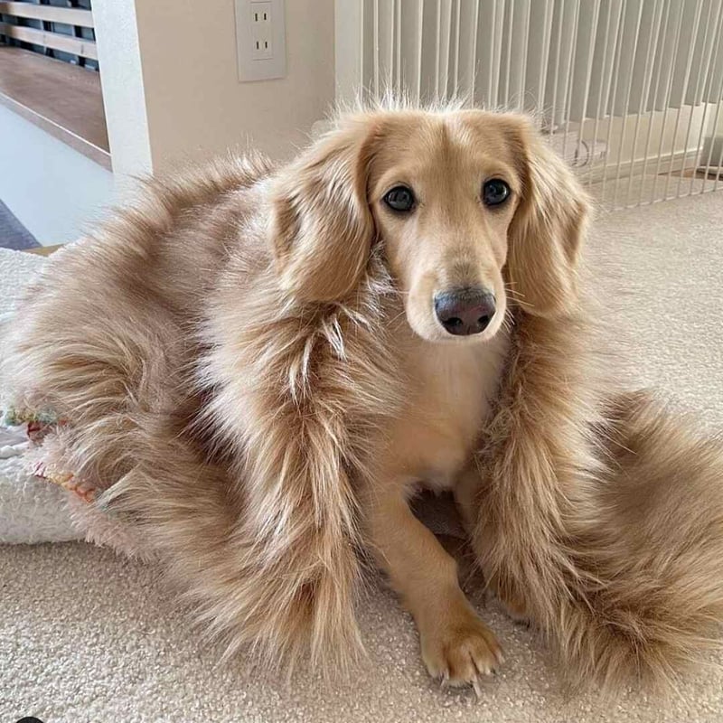 Labbvenn] エコファーブランケット (S) カプチーノ/グレー/ホワイト