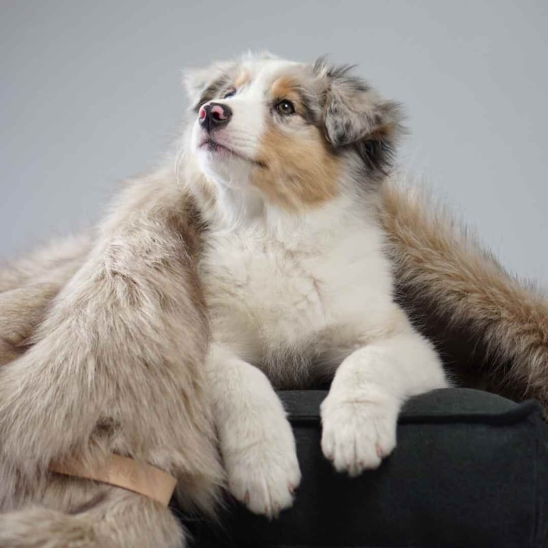 Labbvenn] エコファーブランケット (S) カプチーノ/グレー/ホワイト