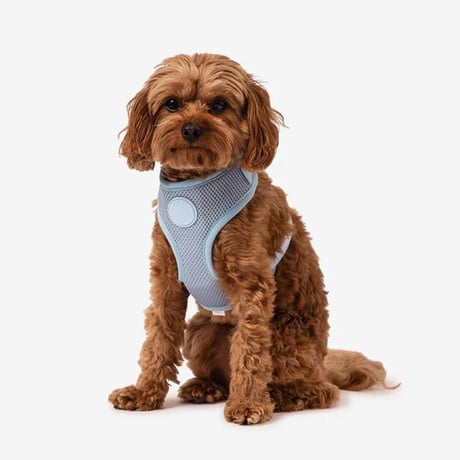 [MR WOOF]  メッシュハーネス 6色