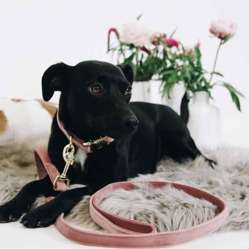 CATEGORY Kentucky Dogwear | モフモフ mof_mof｜北欧デザイン