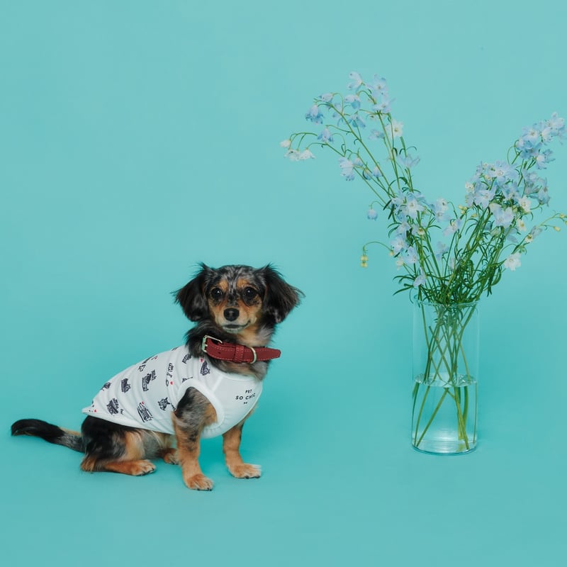 PET SO CHIC] クール タンクトップ A DOG IN PARIS (XSからX