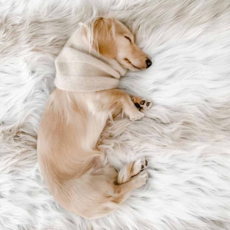 モモンガ様【新品】Gushlow＆Cole ムートンファー×ニット スヌード モモンガ様【新品】Gushlow＆Cole ムートンファー×ニット スヌード