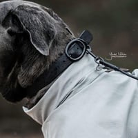 [Kentucky Dogwear] 防水首輪 ブラック