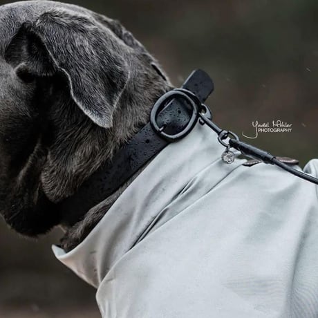 [Kentucky Dogwear] 防水首輪 ブラック