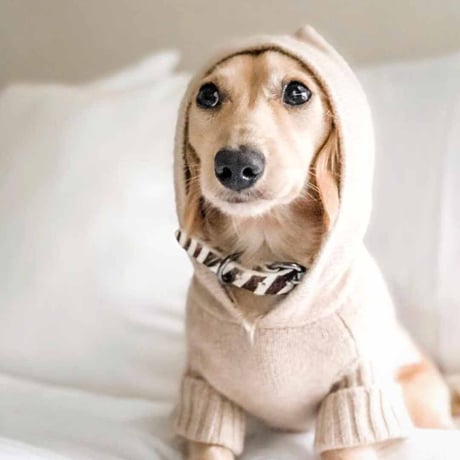 [woolwag]  カシミア フーディー ４色