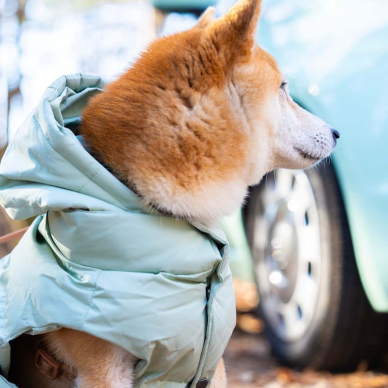 ma x bone 犬用　ダウンベスト max-bone] フードつき防水ダウン ミント | モフモフ mof_mof