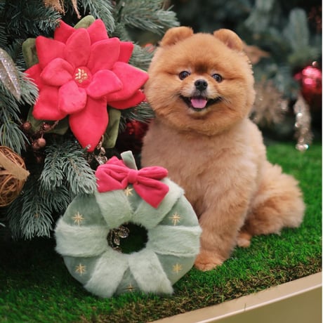 [Pups & Bubs]  クリスマスリース ノーズワーク