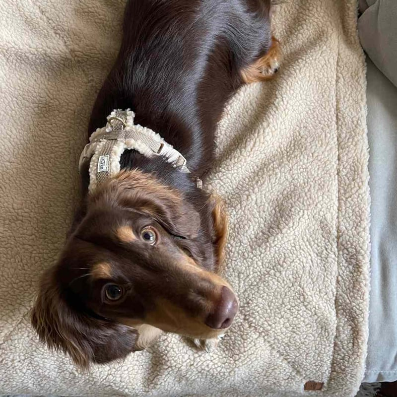 DREW's] テディー ハーネス グレージュ S/M/L | モフモフ mof_mof｜