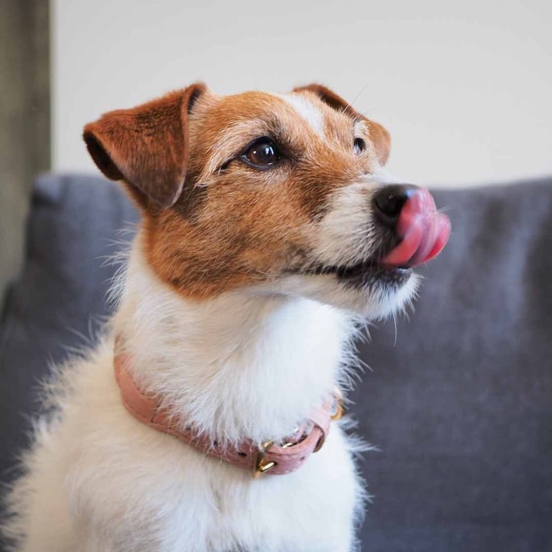 Hunting Pony] 麻ロープ 首輪 グレージュ/ピンク/キャメル | モフモフ