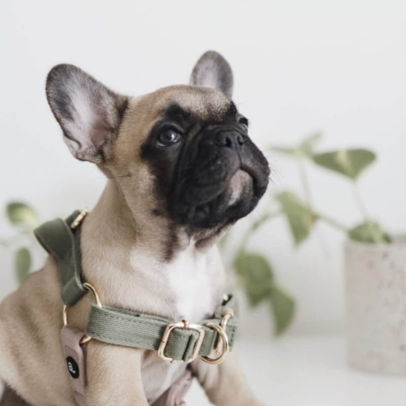 Amble] ツートン ハーネス ピンク/オリーブ | モフモフ mof_mof｜北欧
