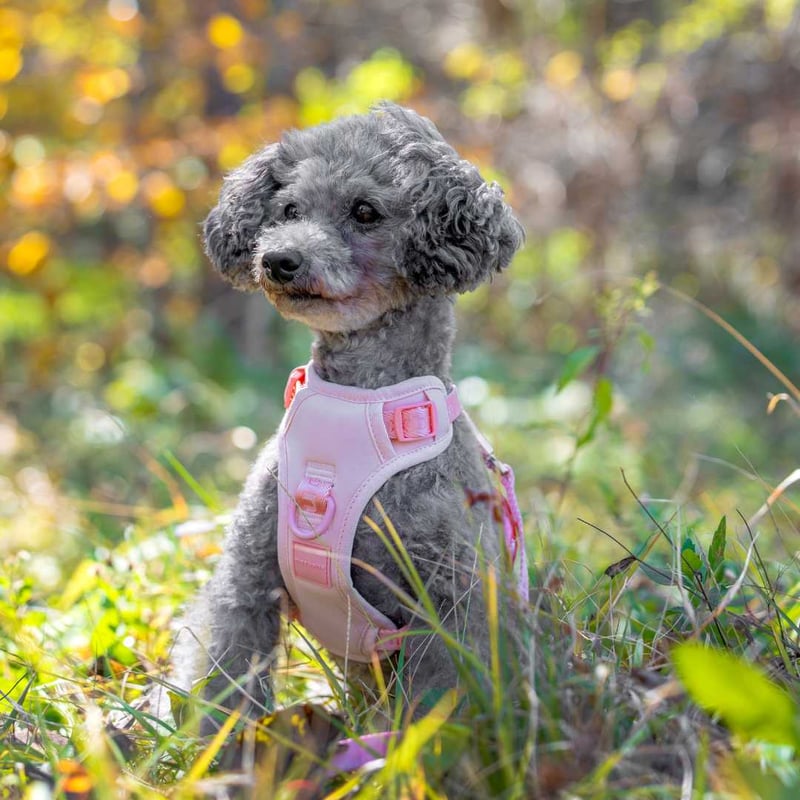 max-bone] GO! Easy ハンズフリー ミニ 4色 | モフモフ mof_mof