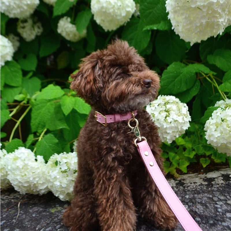 MR WOOF] 防水レザー首輪 ベージュ/ピンク/ブルー | モフモフ mof_mof｜