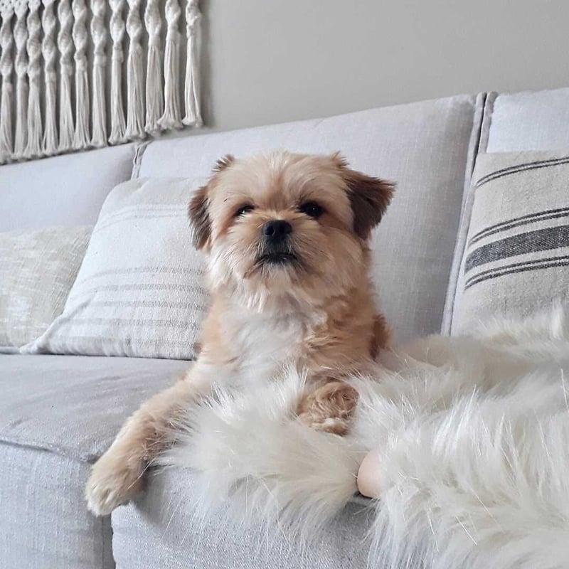 Labbvenn] エコファーブランケット (S) カプチーノ/グレー/ホワイト