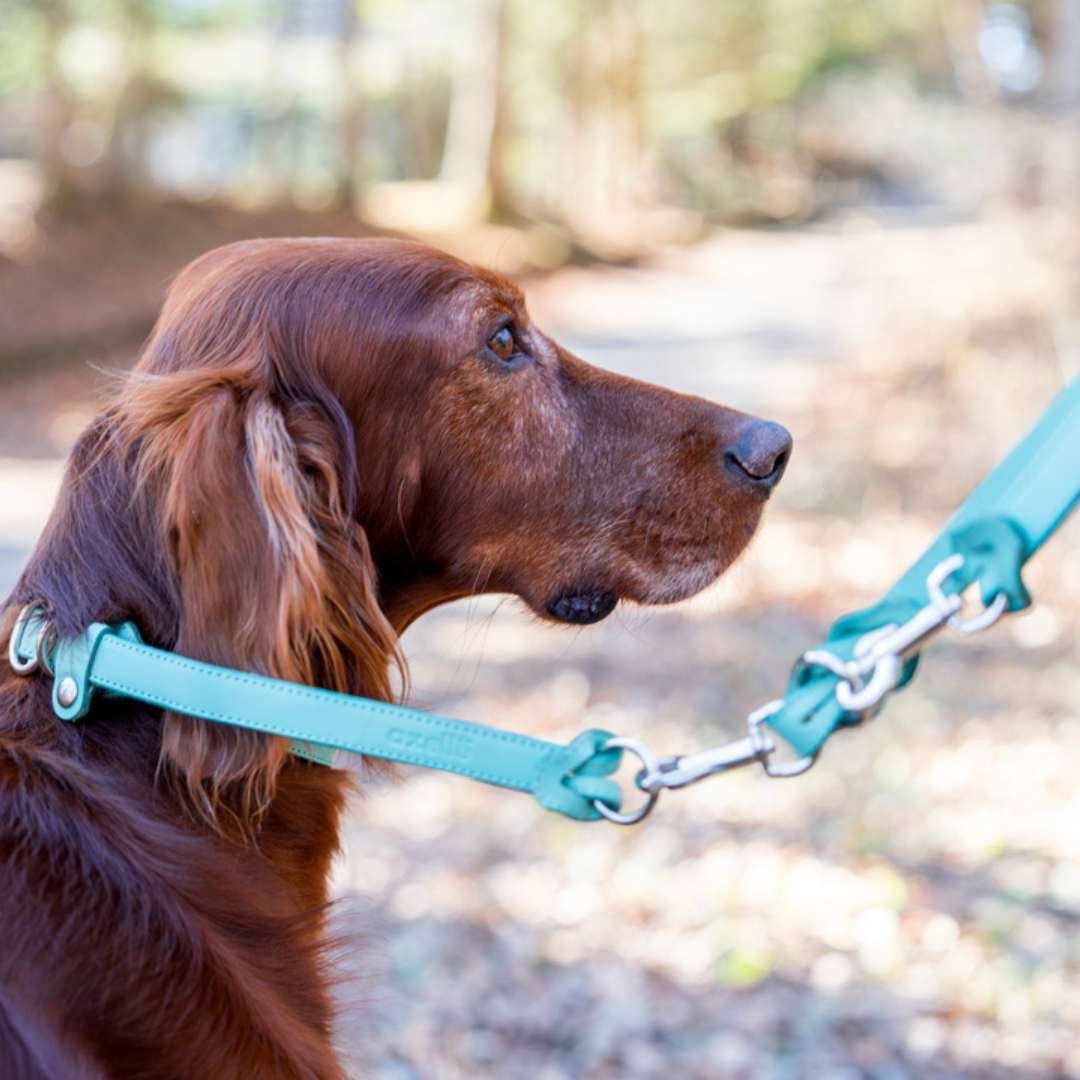 ティファニー♡小型犬首輪とリードセット ティファニー♡小型犬首輪とリードセット