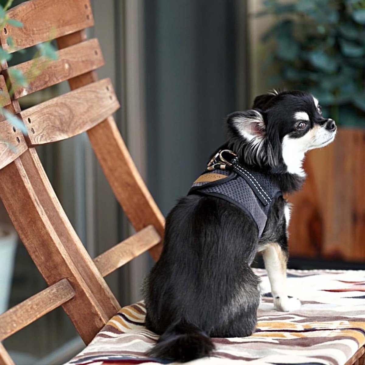 Bowl&Bone ハーネス リード セット BBR FUWA 犬 散歩 Bowl&Bone ハーネス リード セット BBR FUWA 犬 散歩