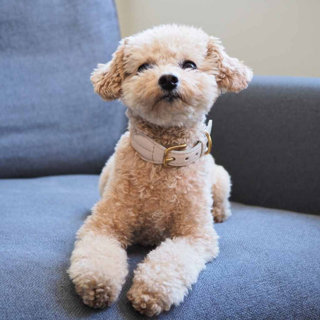 hunting pony　犬　ハーネス　キャメル Hunting Pony] 麻ロープ 首輪 グレージュ/ピンク/キャメル