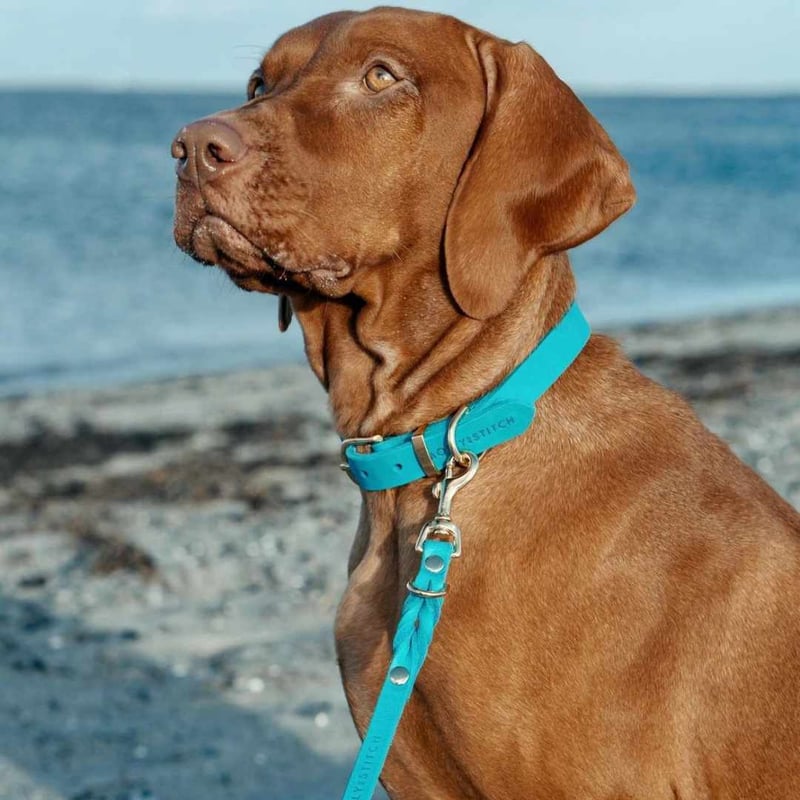 Molly&Stitch] レザー首輪 フィジー XSからXL | モフモフ mof_mof