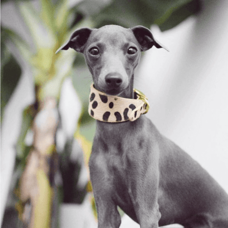 [Collar of Sweden] Leopard ワイド/スリム/ハーフチョーク